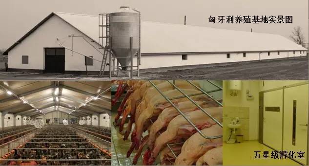 東方龍商務成功舉辦歐洲商品鵝養(yǎng)殖加工投資選址項目的政府對接會 東方龍商務成功舉辦歐洲商品鵝養(yǎng)殖加工投資選址項目的政府對接會