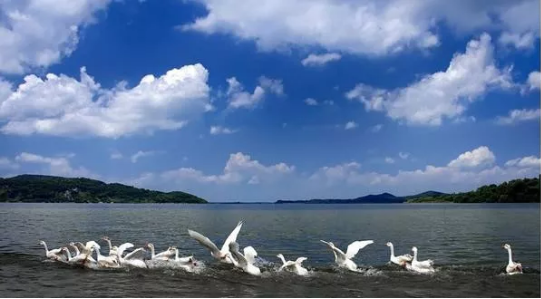 集團(tuán)全力助推安徽池州東至縣委托招商引資，開(kāi)啟現(xiàn)代化“三美東至”建設(shè)新征程