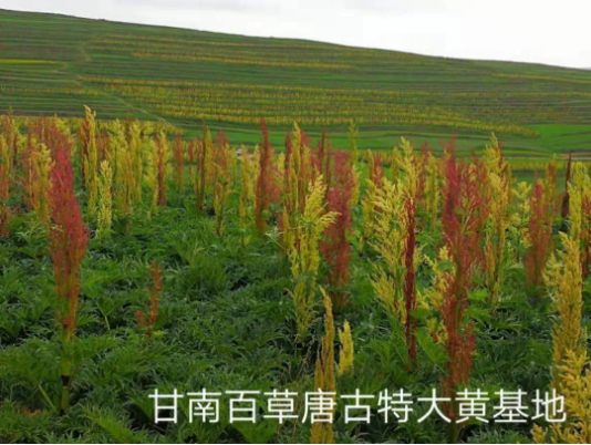 集團全力助推甘肅甘南藏族自治州合作市委托招商引資，搶占發(fā)展先機壯大高原支柱產(chǎn)業(yè)