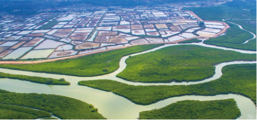 集團全力助推廣東湛江廉江市委托招商引資，圍繞優(yōu)勢產(chǎn)業(yè)補鏈、強鏈、延鏈