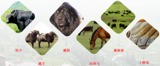 【甘南政府招商推介】搶占綠色崛起制高點，加快創(chuàng)建國家全域旅游示范區(qū)