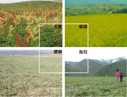 【甘南政府招商推介】立足生態(tài)優(yōu)勢，推動綠色發(fā)展，打造青藏高原上的生態(tài)文明高地