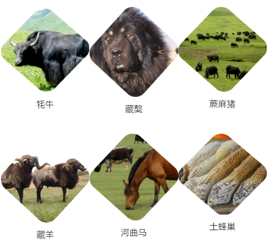 【甘南政府招商推介】立足生態(tài)優(yōu)勢，推動綠色發(fā)展，打造青藏高原上的生態(tài)文明高地