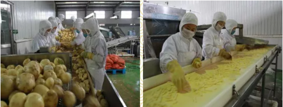 集團(tuán)全力助推黑龍江省依安縣委托招商引資，發(fā)揮產(chǎn)業(yè)支撐帶動(dòng)作用