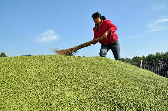 集團全力助推黑龍江省委托招商引資，以農業(yè)高質量發(fā)展助推鄉(xiāng)村振興