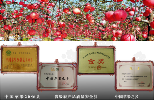 集團全力助推陜西淳化縣委托招商引資，打造優(yōu)勢特色產業(yè)集群
