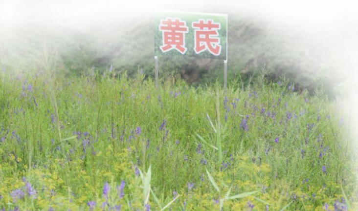 集團(tuán)全力助推陜西榆林子洲縣委托招商引資，打造特色產(chǎn)業(yè)集聚地