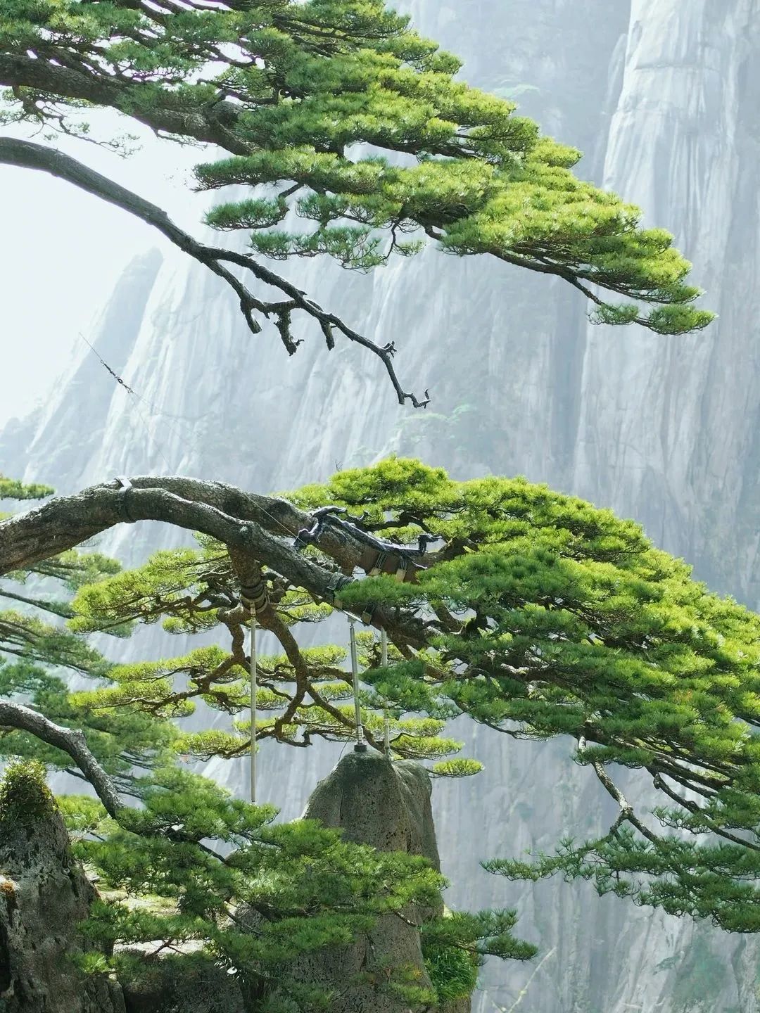東方龍商務(wù)與春天有個約會！集團(tuán)100余人赴安徽黃山“團(tuán)建”，太嗨了！“奔跑二季度”——我們準(zhǔn)備好了！